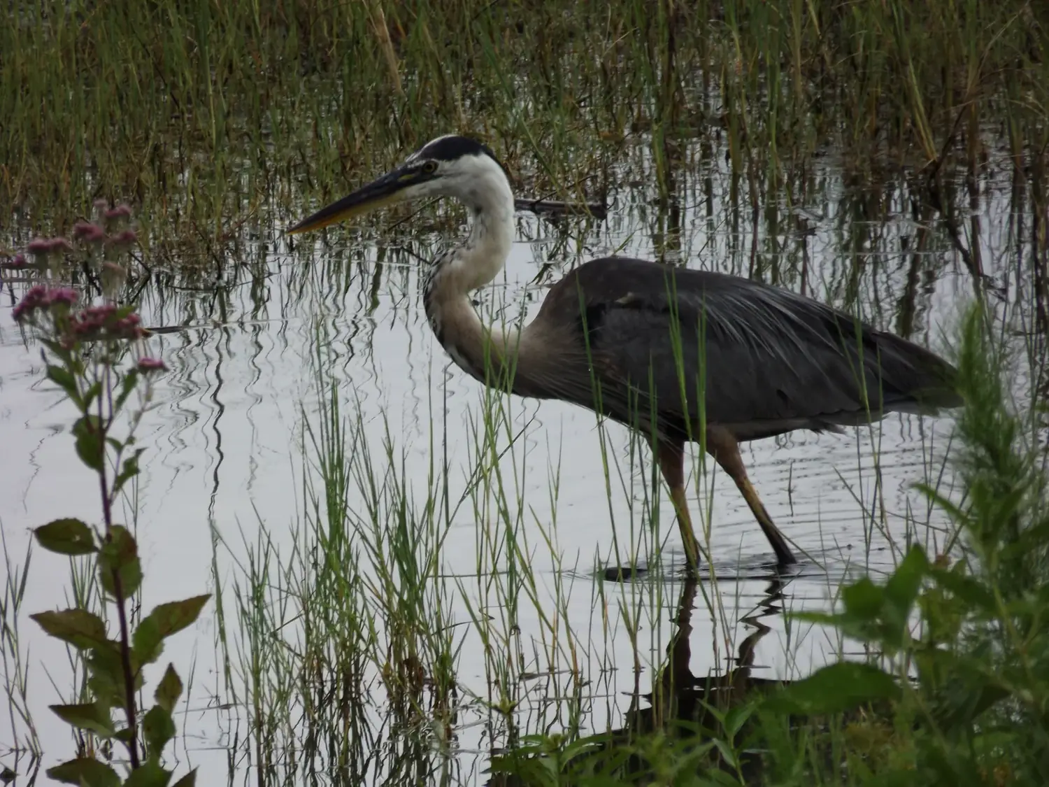 A great blue heron standing still in the shallows of Lake Howard in Winter Haven